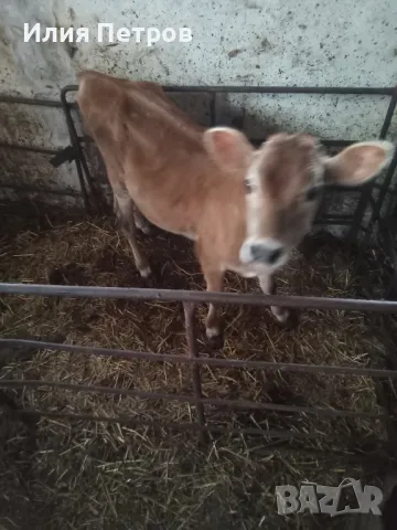 теле отбито, снимка 2 - Крави - 47267226