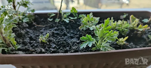 хризантеми, снимка 9 - Стайни растения - 49867028