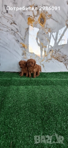 той пудел пуделче , снимка 2 - Пудели - 52253243