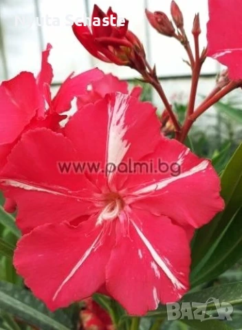 oleandar dezski cirmos ( зокум), снимка 1