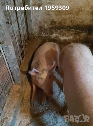 Женско прасе, снимка 2 - Прасета - 53214458
