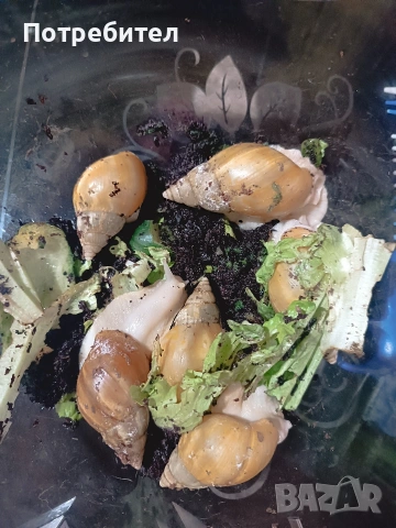 гигантски охлюви, снимка 2 - Терариуми и оборудване - 53269674