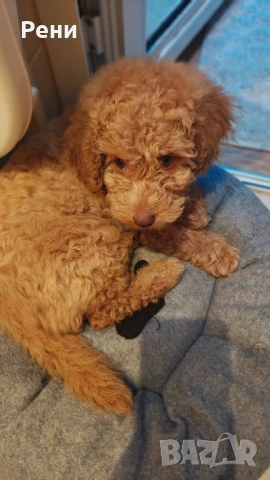 Мини той пуделче момче , снимка 2 - Пудели - 54181280