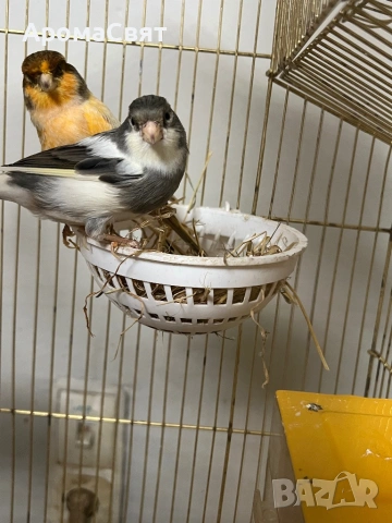 Двойка канари