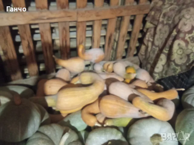 Тикви четири вида., снимка 5 - Домашни продукти - 56416508