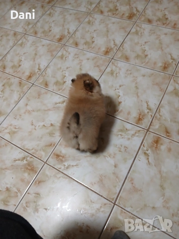 Mini Pomeran, снимка 13 - Померан - 54274482