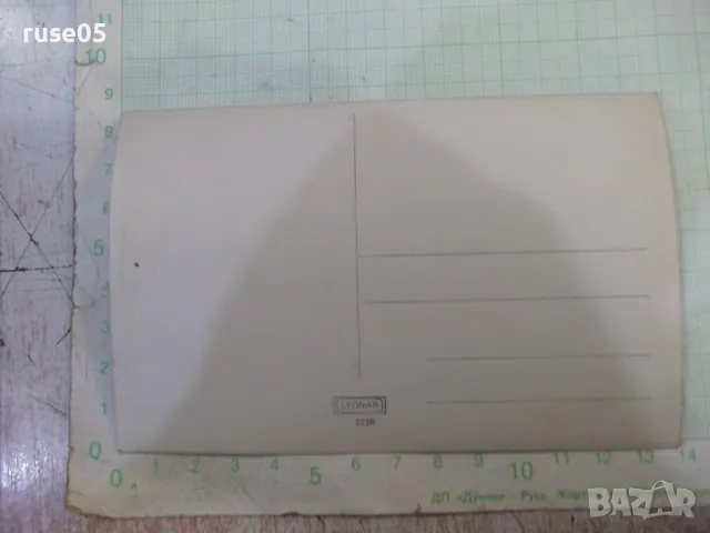 Снимка стара сред природата с куче, снимка 2 - Колекции - 48003527