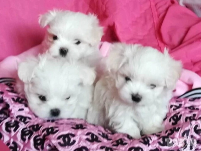 Малтийска болонка , снимка 2 - Болонка - 53062692