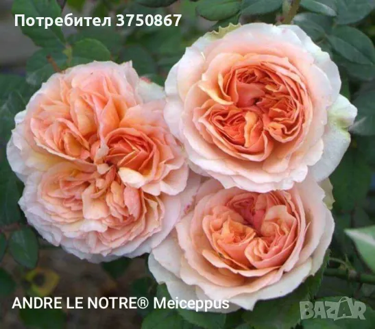 🌹 РОЗА 🌹 ANDRE LE NOTRE® Meiceppus 🌹