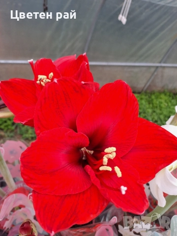 Амарилис с цвят и пред цъфтеж , снимка 2 - Градински цветя и растения - 52316690