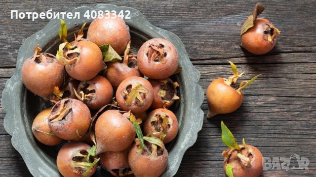 Мушмула, снимка 2 - Градински цветя и растения - 53897904