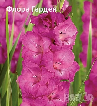 ГЛОКСИНИЯ и ГЛАДИОЛ - Грудки/ПРЕДВАРИТЕЛНИ ПОРЪЧКИ, снимка 9 - Сортови семена и луковици - 49236279