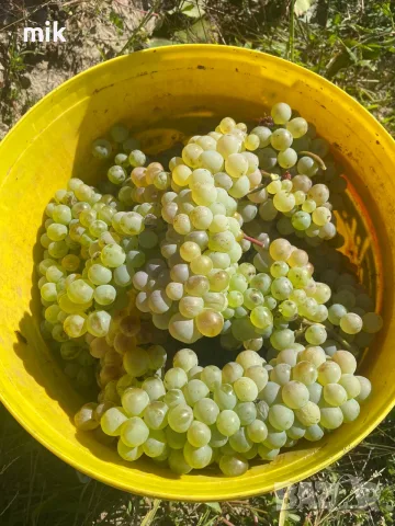 Грозде Карловски Мискет и Ракацител, снимка 2 - Домашни продукти - 56067972
