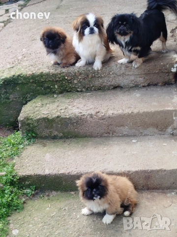 пекинез бебета малки, снимка 2 - Пекинез - 52072180