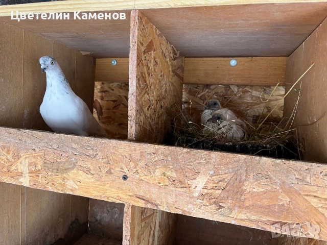 Унгарски високолетящи / Унгарци Гълъби , снимка 5 - Гълъби - 53068526