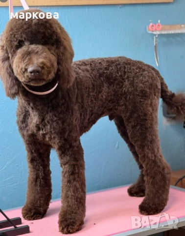 Зоомaгазин Роди