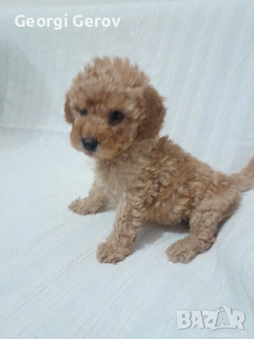 Продавам мини пудел, снимка 2 - Пудели - 53928288