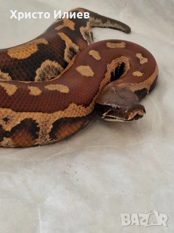 Кървави питони 