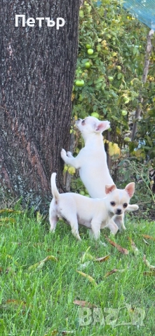 чихуахуа момче и момиче, снимка 5 - Чихуахуа - 52470564