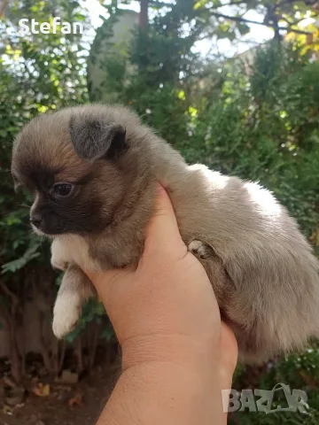 Чистокръвни кученца чихуахуа 