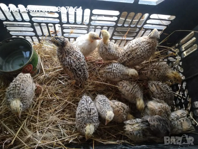 Продавам пътпъдъци на различна възраст , снимка 12 - Кокошки и пуйки - 51026187