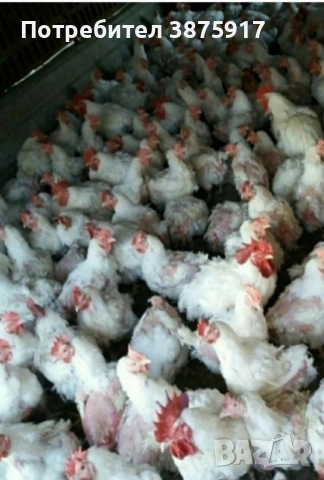 продавам бройлерни кокошки за клане тежат около 4кг , снимка 2 - Кокошки и пуйки - 51939917