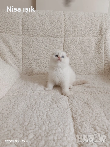 последния красавец в Хасково побързайте, снимка 2 - Британска късокосместа - 54359536