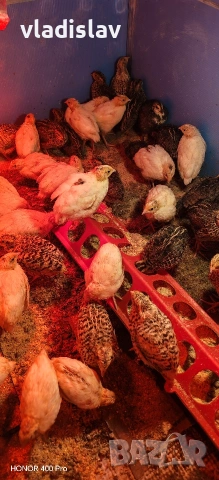 продавам пъдпъдъци , снимка 3 - други­ - 53825400