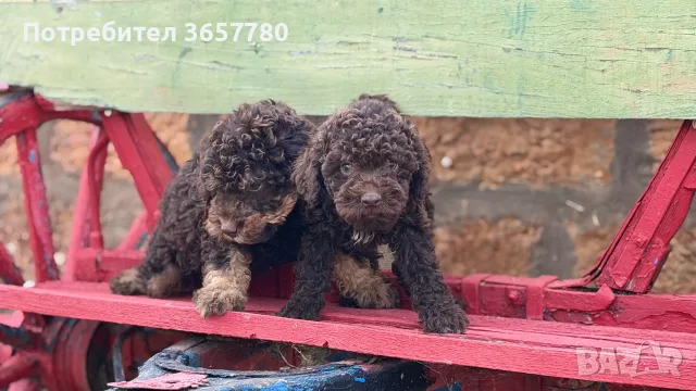 Лагото  женски чистокръвни, снимка 7 - Други - 56042709