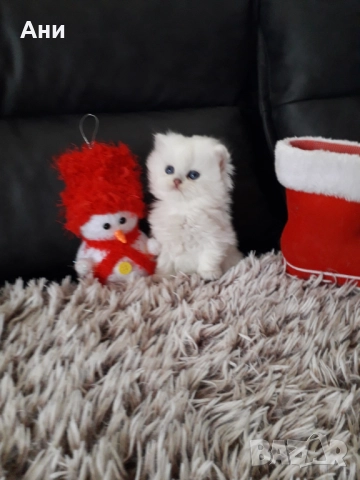 МНОГО, МНОГО КРАСИВИ КОТЕНЦА МЕЧТА 