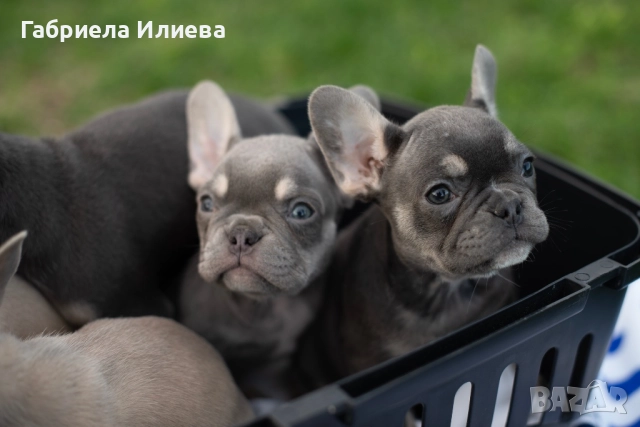 Чистокръвни френски булдочета, снимка 12 - Френски булдог - 52425579