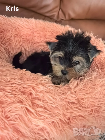 Йоркширски териер момиченце