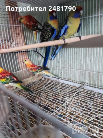 Голямо разнообразие на птици , снимка 7 - Папагали - 52712722