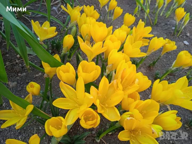 Есенен минзухар -жълт, снимка 3 - Градински цветя и растения - 44732007