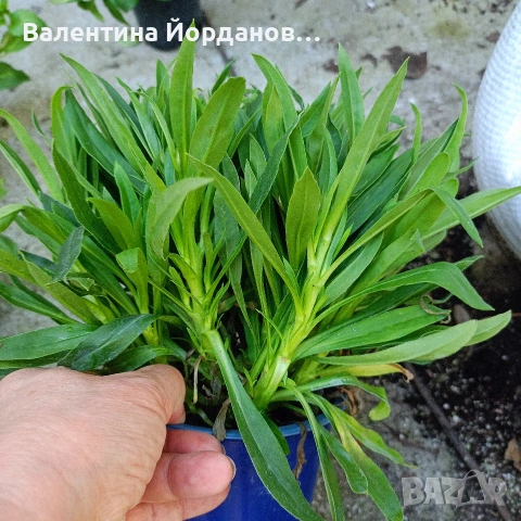 хелихризум сухо цвете разкошни растения , снимка 3 - Градински цветя и растения - 54333843