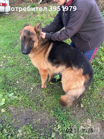 Продавам мъжка немска овчарка, снимка 17 - Немска овчарка - 52170970