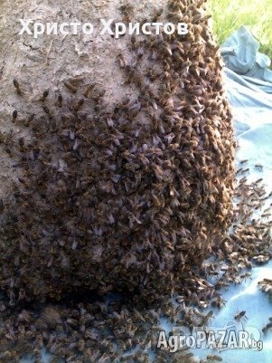 продавам пчелни семейства в Тръвни, снимка 2 - За пчели - 44218272