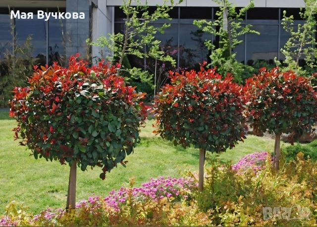 Комплект 2бр Фотиния дърво 