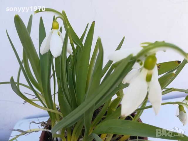 САКСИЯ С КОКИЧЕТА С ЛУКОВИЦИ 2402241515, снимка 17 - Градински цветя и растения - 44447365