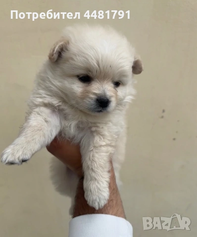 Померан-Мини шпиц