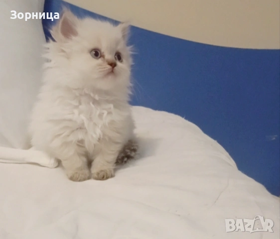 Британска сребърна чинчила , снимка 13 - Чинчили - 54337750