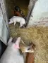 🐷 Продаваме 5 броя малки прасенца, снимка 6