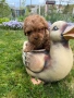 Той пудел / Toy poodle, снимка 1