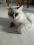Шотлански котета, снимка 4