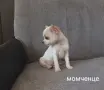 Чихуахуа момченце, снимка 1