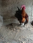 Декоративни кокошки , снимка 3
