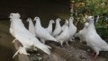 Бели немски много красиви ритоални гъгъби, снимка 2