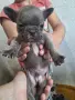 Френски булдог  ., снимка 1