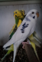 Продавам работещи чифтове вълнисти папагалчета, снимка 7