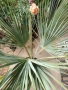 Брахея Армата,Мексиканска Синя Палма, снимка 1